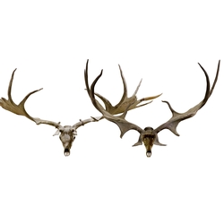slider ANTLERS_